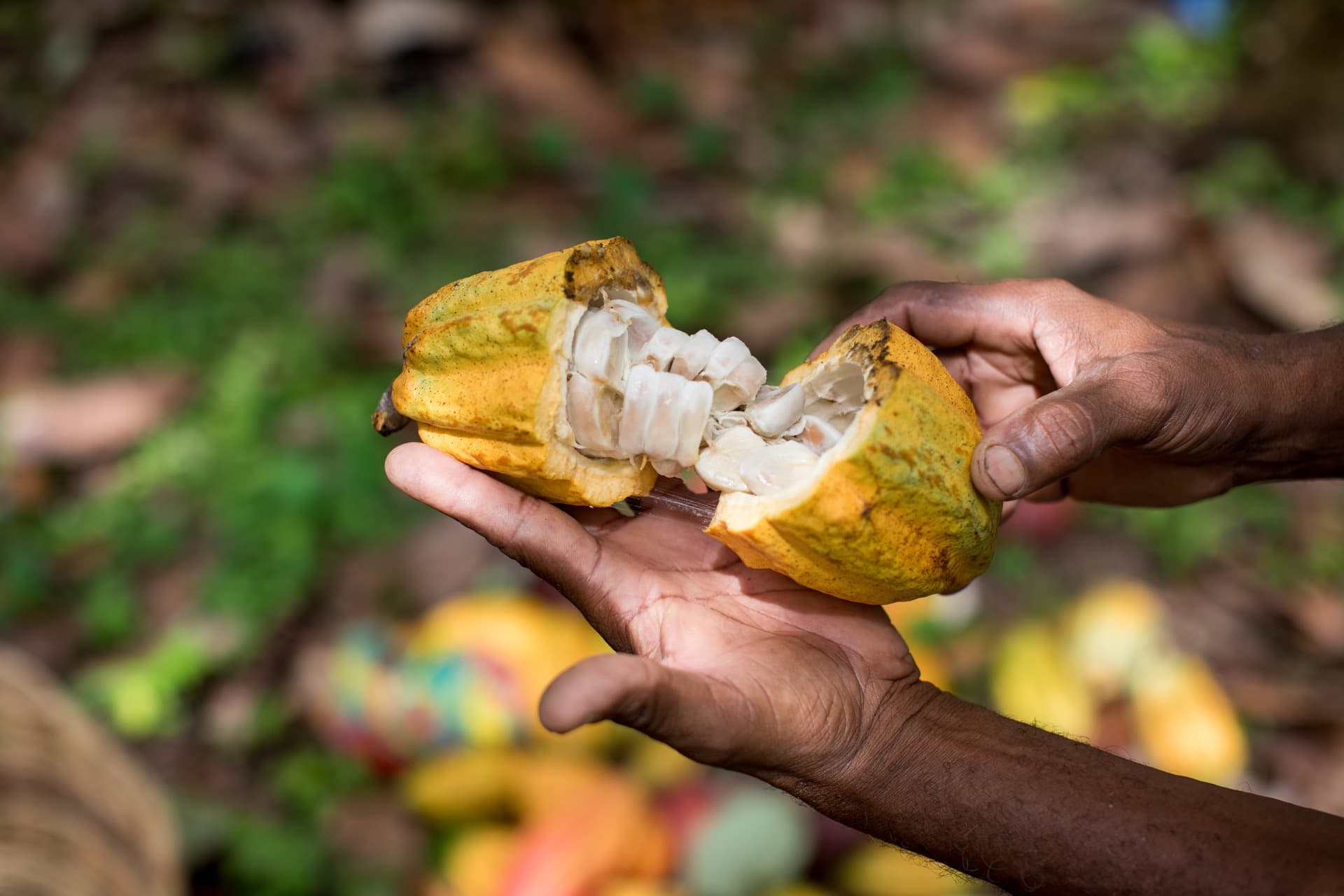 Mazorca abierta en cosecha — Cacao of Excellence