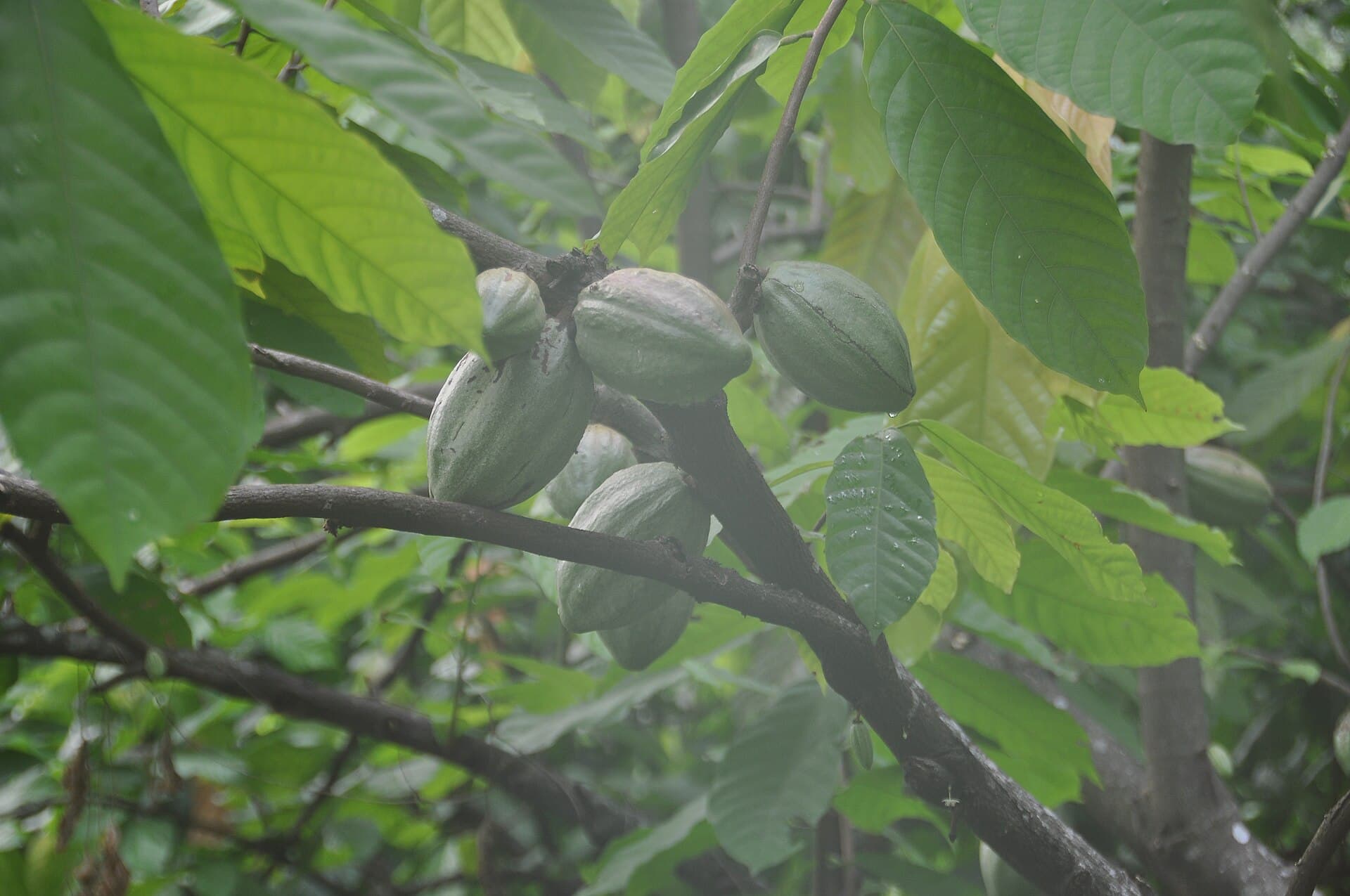 Detalle de mazorcas en el árbol